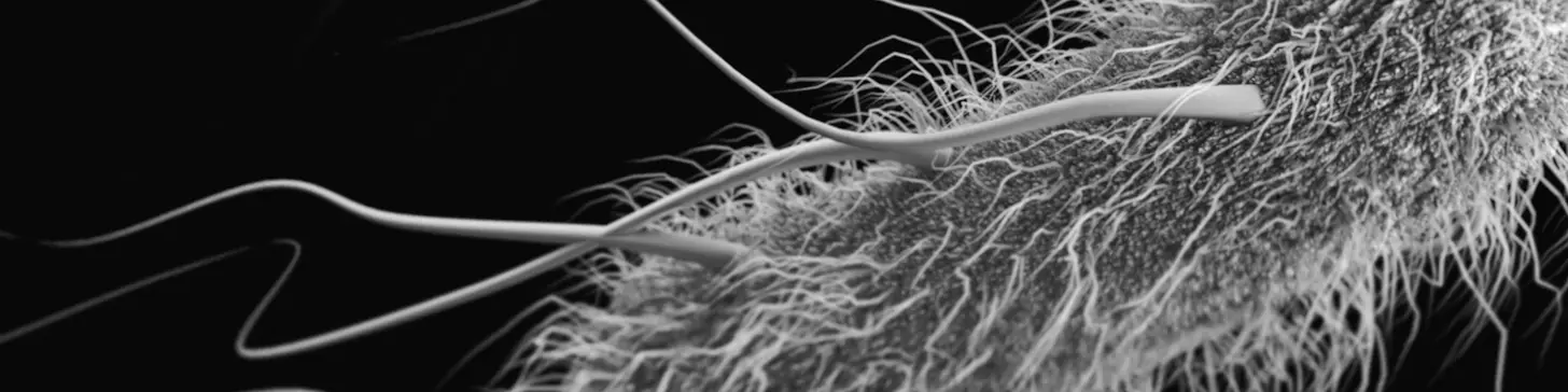 Computer generated E. coli bacterium.