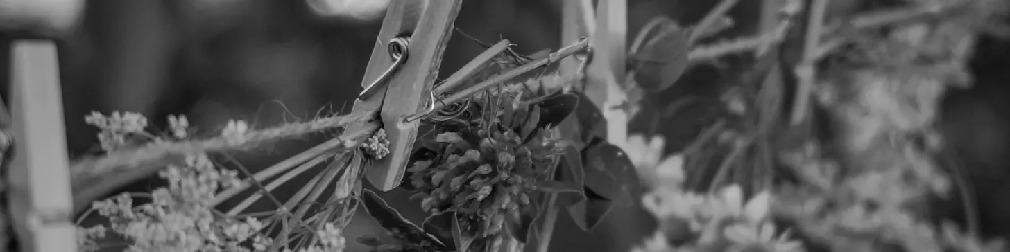A bunch of flowers hanging from a clothesline.